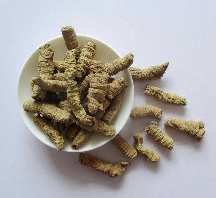 中药古今研究：巴戟天