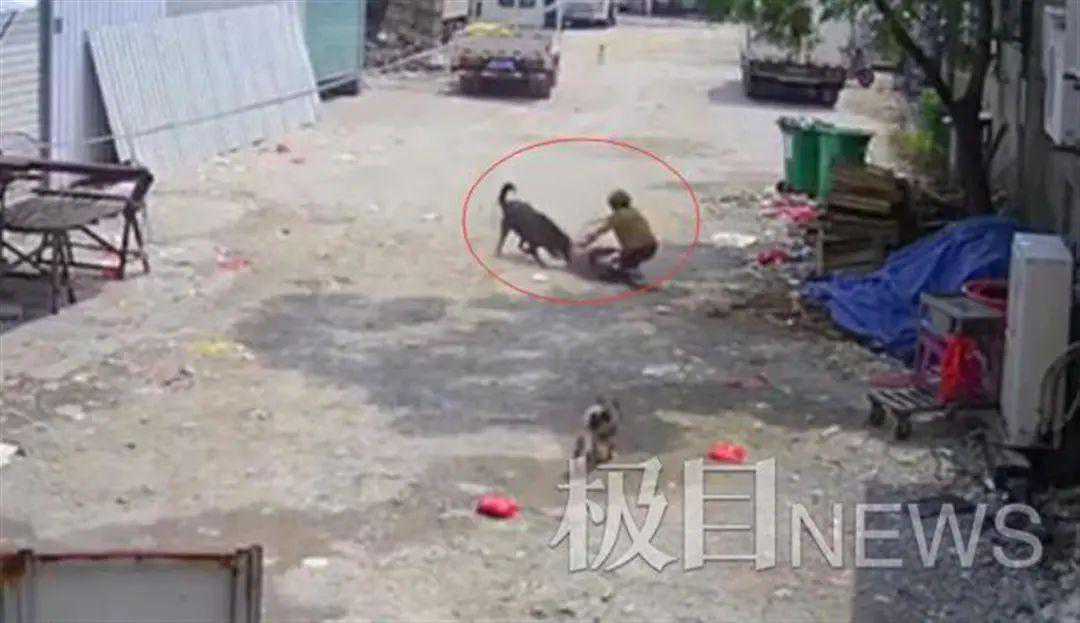 七旬老人被恶犬撕咬身亡 家属发声：狗仍被养着，很气愤