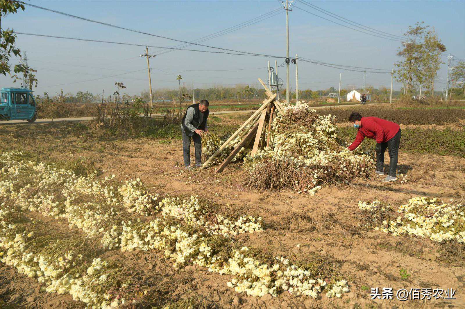 农民种植特色菊花，亩产只有150公斤，属于中药材，也可做枕头