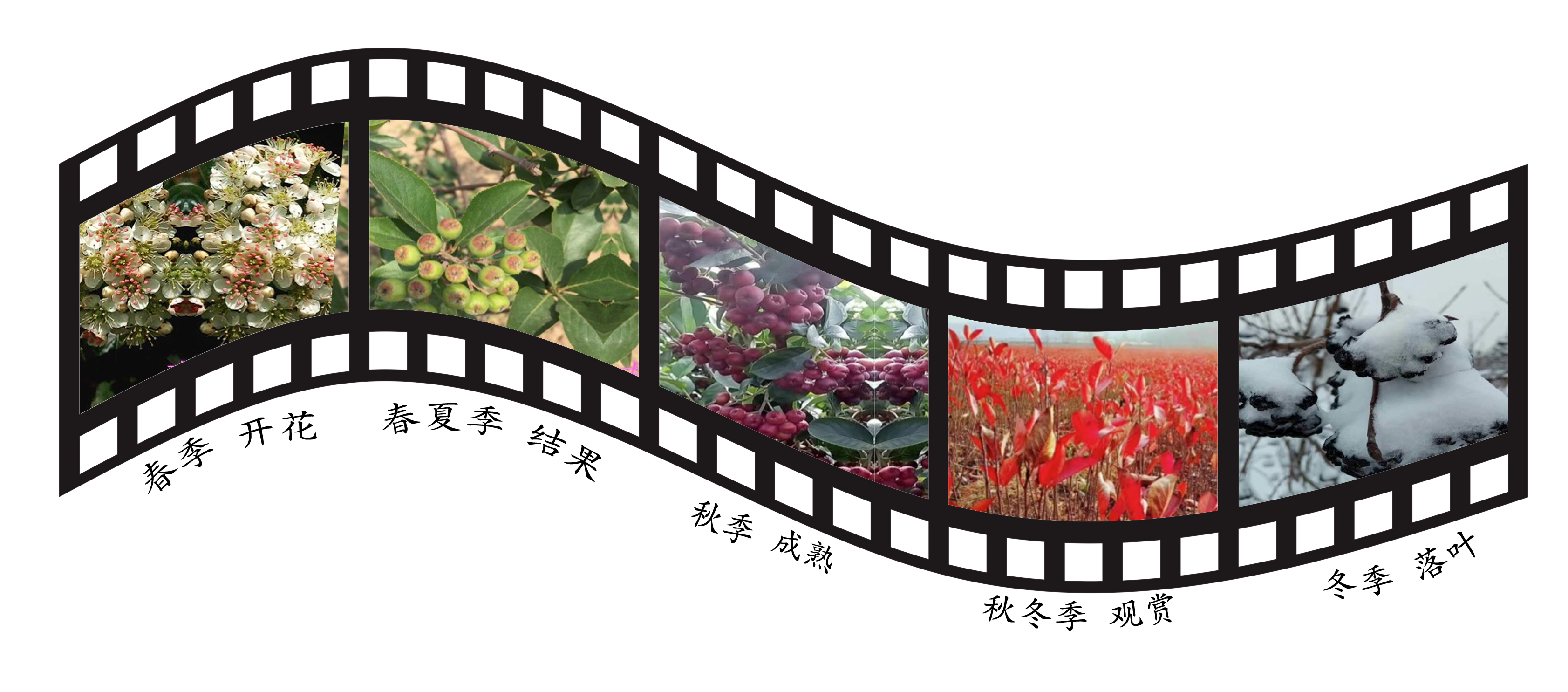 小花楸 大作为
