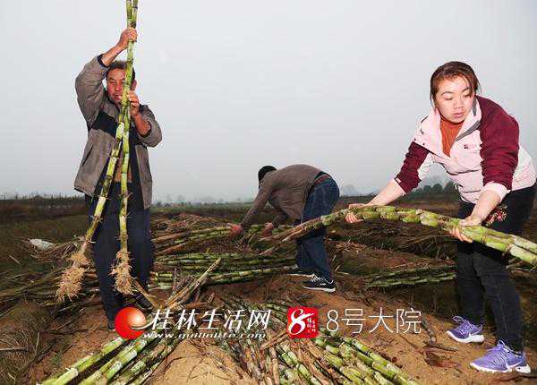 五通甘蔗酒你吃过吗？春节时在家款待亲朋好友的好酒
